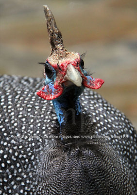 Helmeted Guinea Fowl (Aug 10)