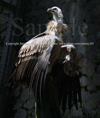 HImalayan Griffon Vulture (Jul 10)