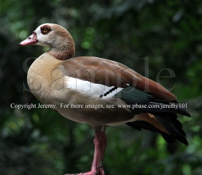 Egyptian Goose (Aug 10)