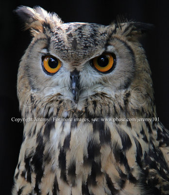 Bengal Eagle Owl (Aug 10)