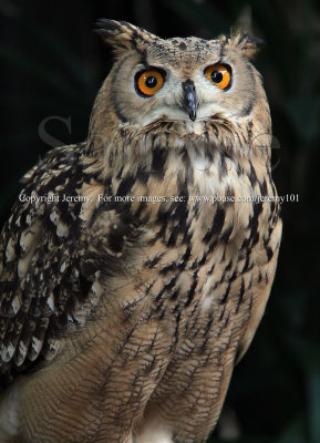 Bengal Eagle Owl (Aug 10)