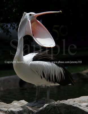 My Big Mouth...Pelican (Aug 10)