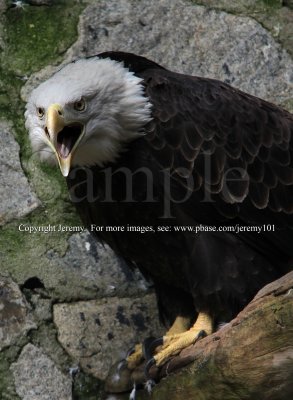 Bald Eagle (Jul 10)