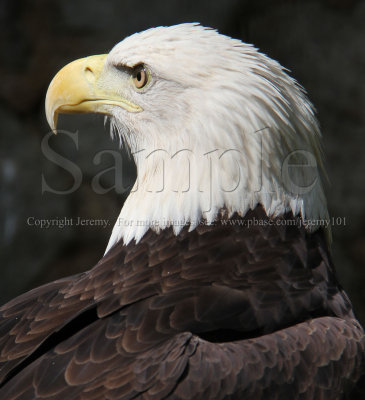 Bald Eagle (Aug 10)