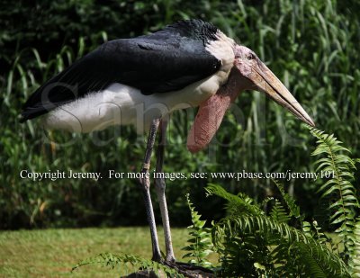 Marabou Stork (Jul 10)