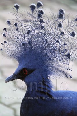 Victoria Crowned Pigeon (Aug 10)