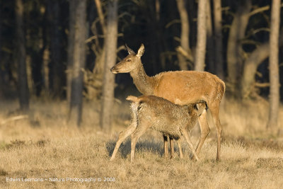 Red Deer - Edelhert