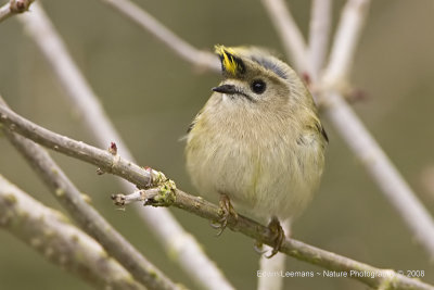 Goldcrest - Goudhaan