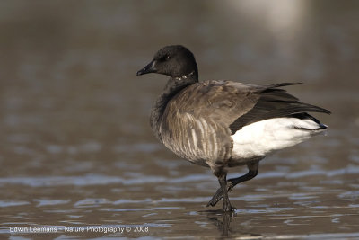 Brent Goose - Rotgans