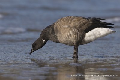 Brent Goose - Rotgans