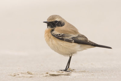 Desert Wheatear - Woestijntapuit