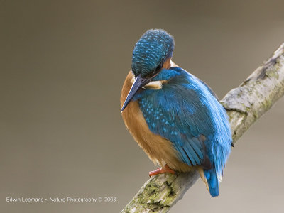 Kingfisher - IJsvogel