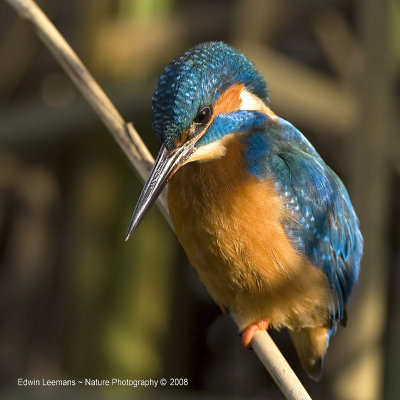 Kingfisher - IJsvogel