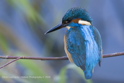 Kingfisher - IJsvogel