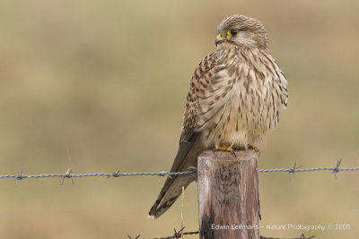 Kestrel - Torenvalk