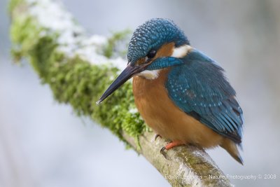 Kingfisher - IJsvogel