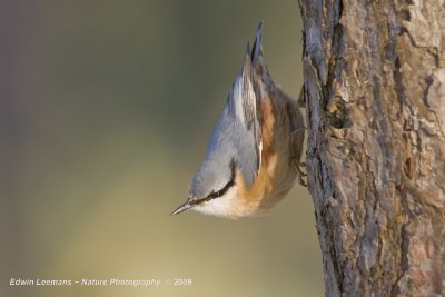 Nuthatch - Boomklever