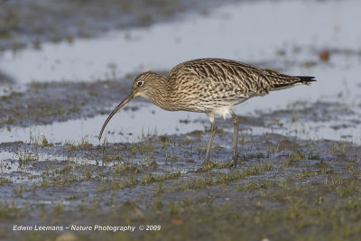 Curlew - Wulp