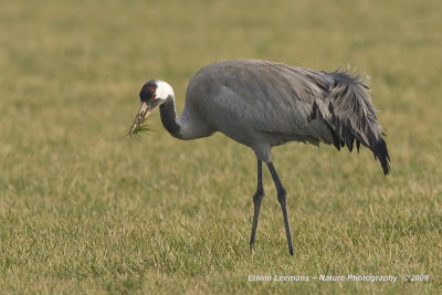 Common Crane - Kraanvogel