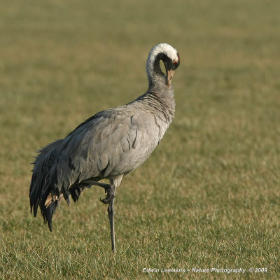 Common Crane - Kraanvogel