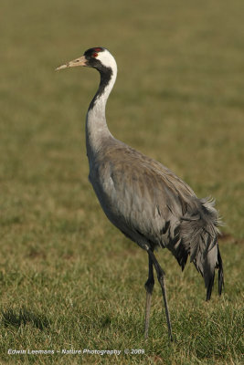 Common Crane - Kraanvogel