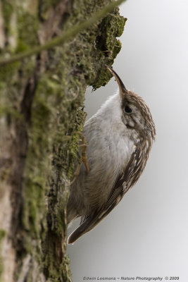 Short-toed Tree Creeper - Boomkruiper