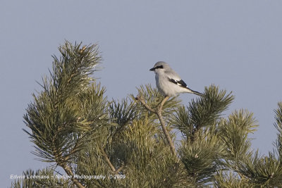 Great Grey Shrike - Klapekster