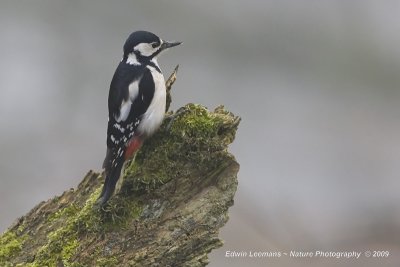 Great Spotted Woodpecker - Grote Bonte Specht