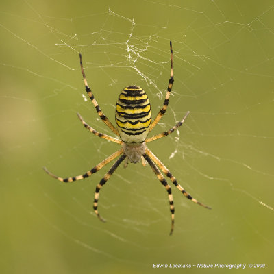 Wasp Spider - Wespenspin