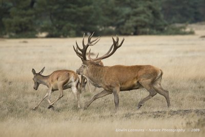 Red Deer - Edelhert