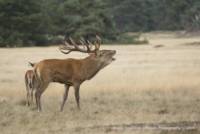 Red Deer - Edelhert