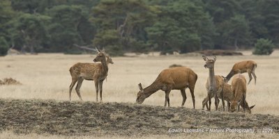 Red Deer - Edelhert