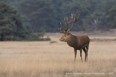 Red Deer - Edelhert