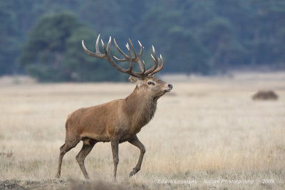 Red Deer - Edelhert