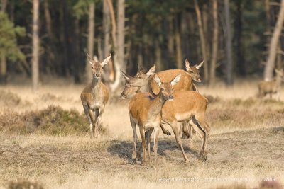 Red Deer - Edelhert