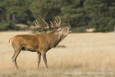 Red Deer - Edelhert