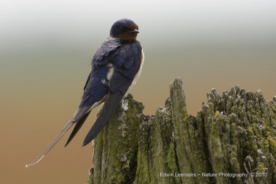 Boeren Zwaluw - Swallow