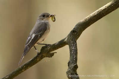 Bonte Vliegenvanger - Pied Flycatcher