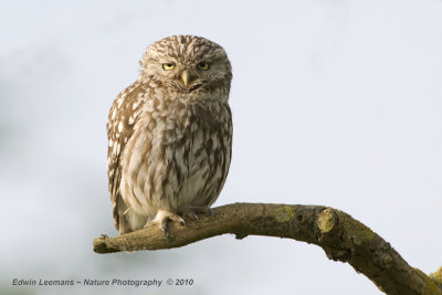 Steenuil - Little owl