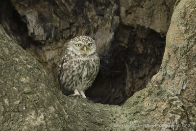 Steenuil - Little owl