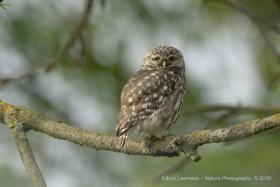 Steenuil - Little owl