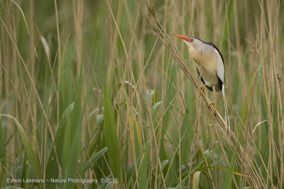 Woudaap - Little Bittern