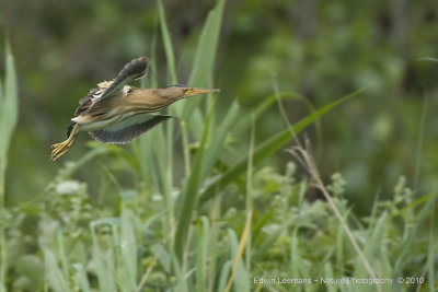 Woudaap - Little Bittern