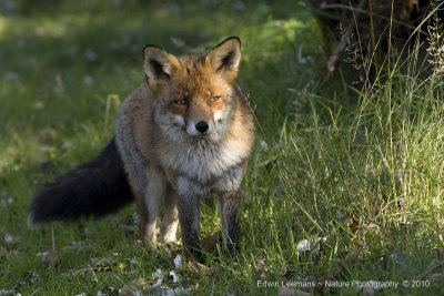 Red Fox - Vos