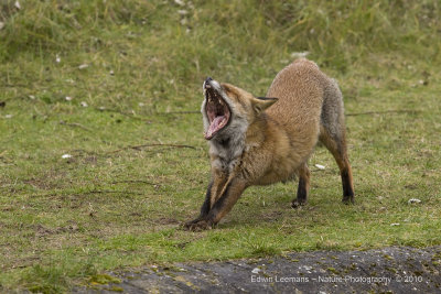 Red Fox - Vos