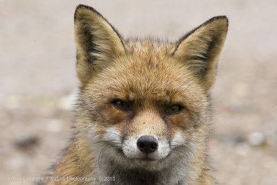 Red Fox - Vos