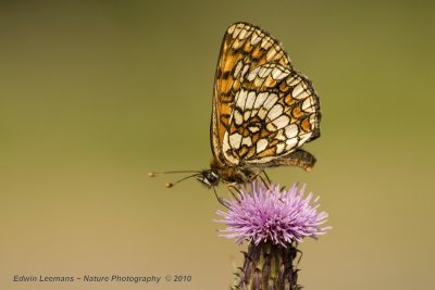 Heath Fritillary - Bosparelmoervlinder