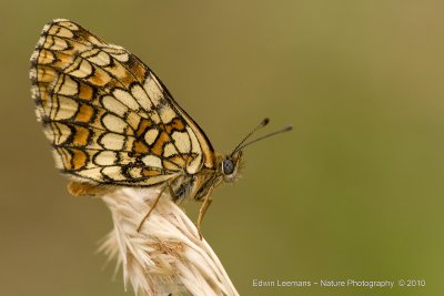 Heath Fritillary - Bosparelmoervlinder