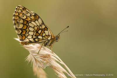 Heath Fritillary - Bosparelmoervlinder