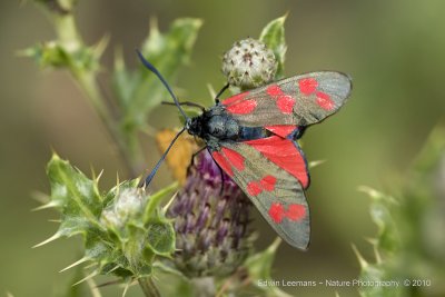 Six-spot burned - Sint Jansvlinder